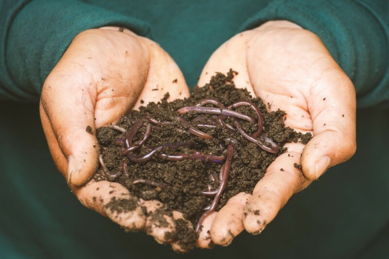 Day of the earthworm pexels-photo-3696170 1