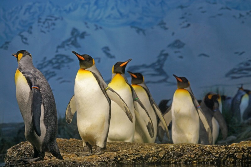 World Penguin Day pexels-photo-209096