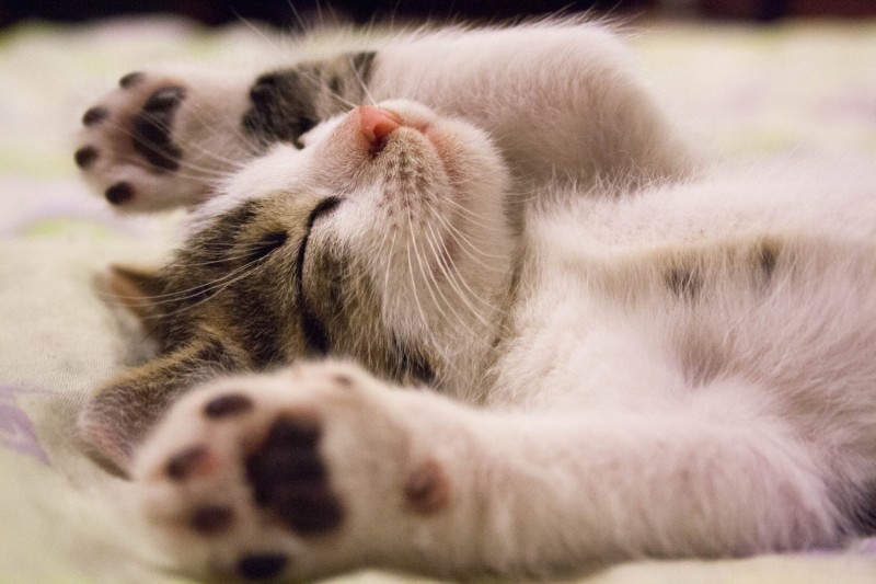World Cat Day